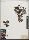 Foto von Salix phylicifolia L.